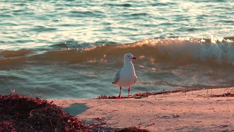 Seagull Stock Footage 282230921