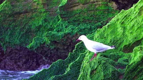 Seagull Stock Footage 282846091