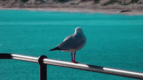 Seagull Stock Footage 282848630