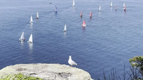 Seagull Stock Footage 308126478