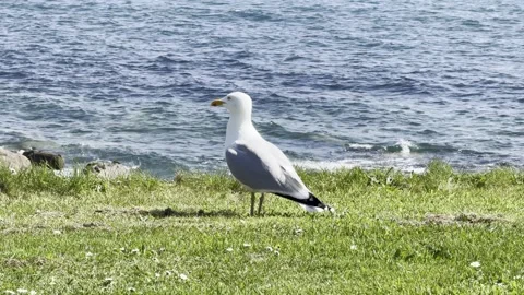 Seagull Stock Footage 308126546