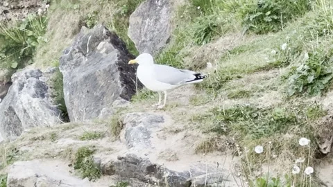 Seagull Stock Footage 310913655