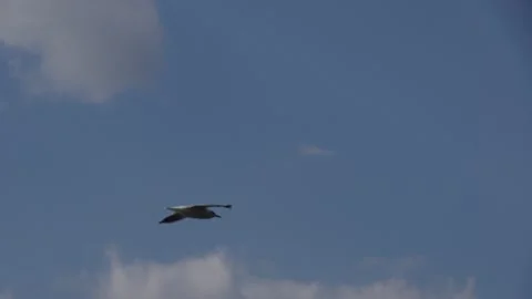 Seagull Stock Footage 335966704