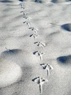 Seagull footprints 写真素材