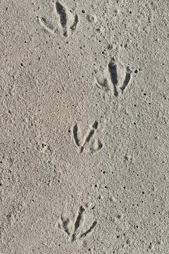 Seagull Footprints Stock Photos