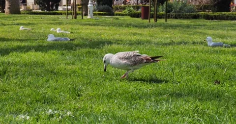 Seagull Foraging on Green Grass and Pooping in Nature Video stock 331345533