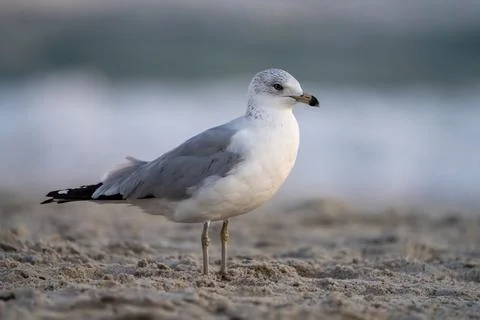 Seagull Foraging Stock Photos