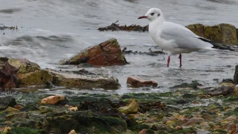 Seagull foraging in waves, UK 動画素材 228706665