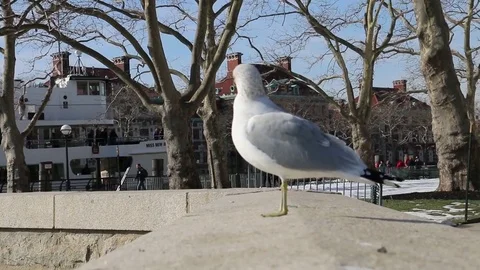 Seagull in the foreground as ferry docks at Liberty Island Stock Footage 81007454