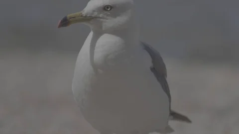 Seagull on the foreshore Stock Footage 95158706