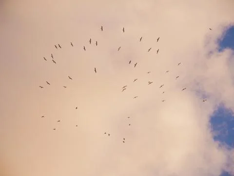 Seagull Formation With Sunset Clouds Stock Photos