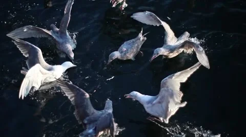 Seagull Frenzy Stock Footage 41897332