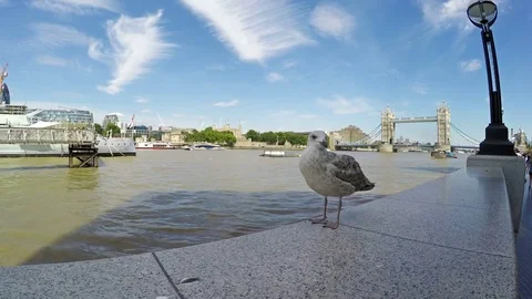 Seagull in front and Tower Bridge in the background, handheld 스톡 동영상 79507388