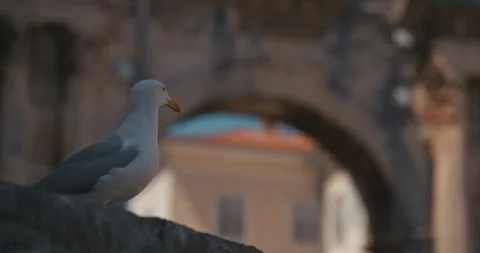 Seagull in Front of the Arch of the Sergii in Pula Vídeo Stock 335196016