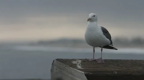 Seagull in front of beach, shifting focus Stock Footage 46024824