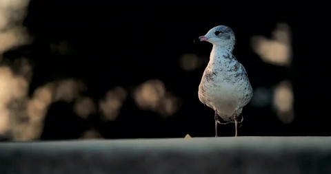 A Seagull in Front of Bokeh at Sunset Stock Footage 159808195