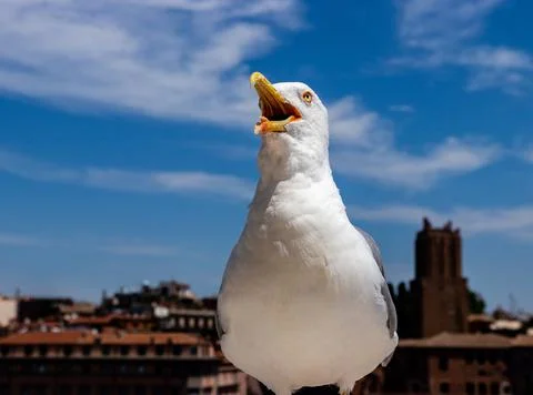 Seagull in front of the camera. bird with an open beak. seagull close up Stock Photos