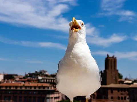 Seagull in front of the camera. bird with an open beak. seagull close up Stock Photos