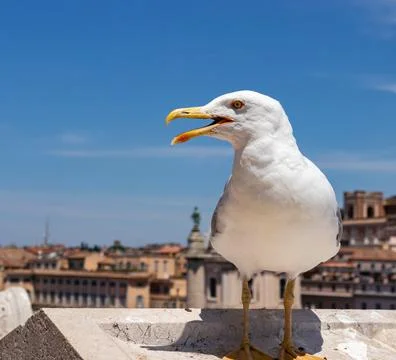 Seagull in front of the camera. bird with an open beak. seagull close up Stock Photos