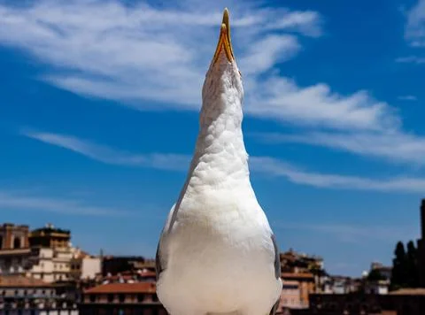 Seagull in front of the camera. bird with a raised beak. seagull at an unusua Stock Photos