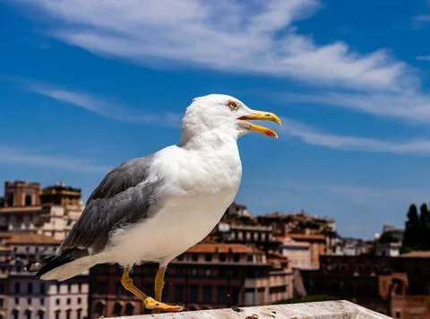 Seagull in front of the camera. the bird stands sideways. Stock Photos