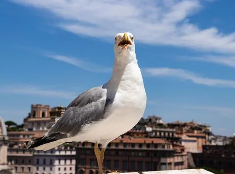 Seagull in front of the camera. the bird stands sideways. Stock Photos