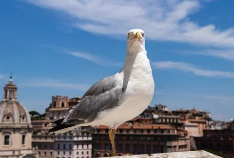 Seagull in front of the camera. the bird stands sideways. Stock Photos