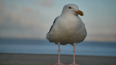 Seagull front Vidéo 35424817