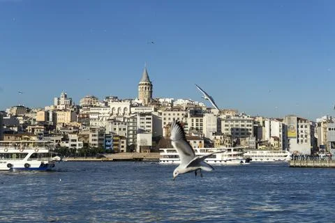 Seagull in the front, galata tower in the back Stock Photos