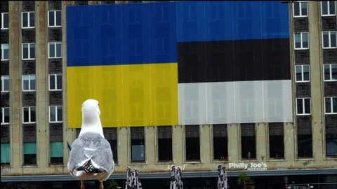 Seagull in front of large flags of Ukraine and Estonia. Tallinn-Estonia-2023. Stock Footage 248531086