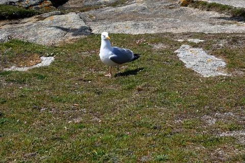 A Seagull in front of the ocean Stock Photos