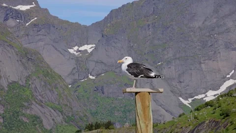 Seagull in front of the rugged landscape of  Norway. Vidéo 301932196