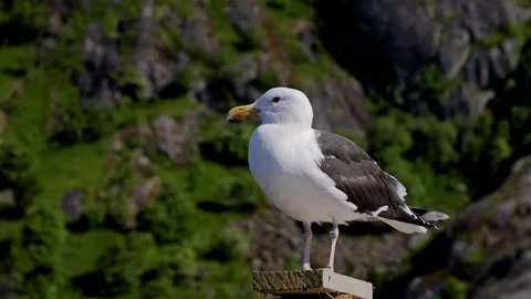Seagull in front of the rugged landscape of  Norway. Stock-Footage 333202790