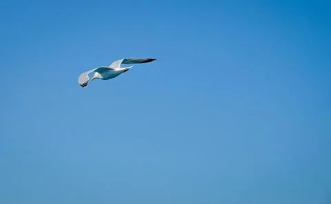 Seagull in front of White Cliffs of Dover Stock Photos