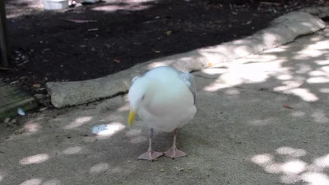 Seagull Like Funny Bird Vídeos de archivo 100689822