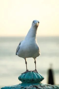 Seagull with funny pose and expression sitting watching Stock Photos