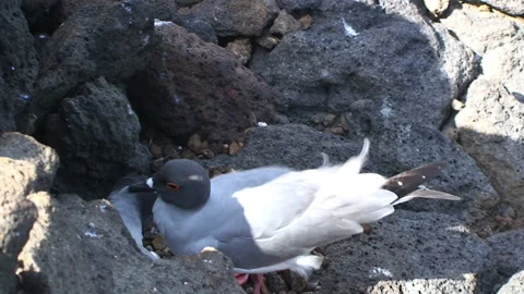 Seagull on Galapagos Islands. Stock Footage 232809673