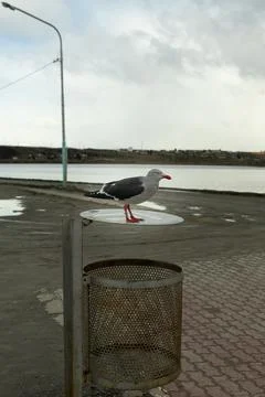 Seagull on a garbage can Stock Photos