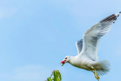 A seagull gets a cherry in flight from a cherry tree Stock Photos