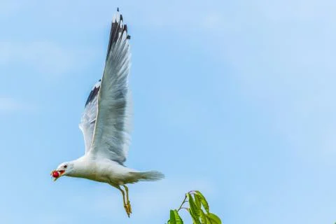 A seagull gets a cherry in flight from a cherry tree Stock Photos