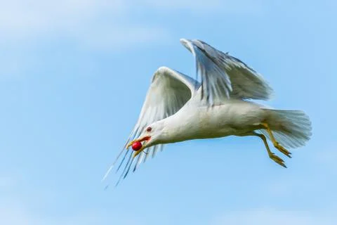 A seagull gets a cherry in flight from a cherry tree Stock Photos