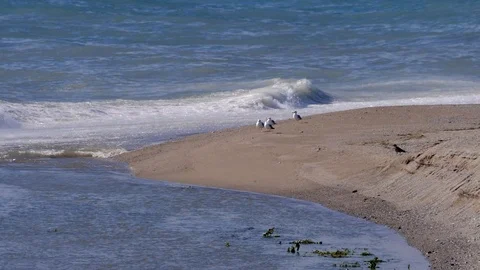 Seagull gets up in flight - Slow Motion Stock Footage 95704994