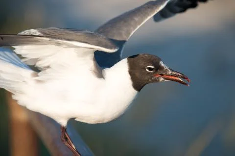 Seagull getting ready to take flight on the boardwalk in Ocean City, NJ Stock Photos