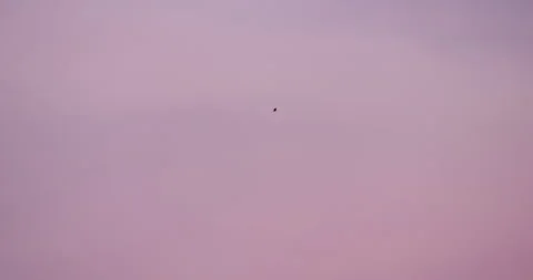 Seagull glides across rose sky wrapped in violet clouds Vídeo Stock 320042318