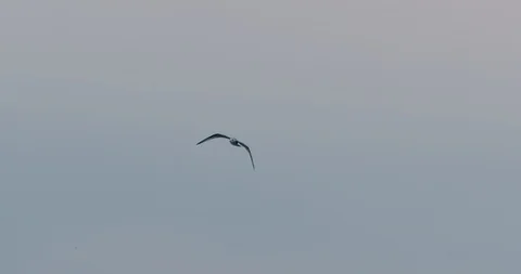 Seagull glides in the cloudy sky, close-up, summer 2019 Stock Footage 125991519