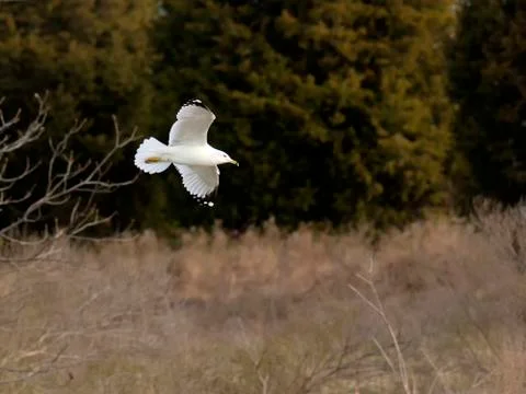 Seagull glides by Stock Photos
