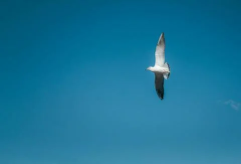 A seagull glides through the bright blue sky, showcasing its wingspan Stock Photos