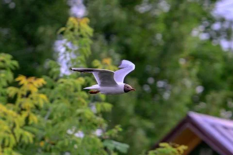 Seagull glides through green, leafy trees. White wingtips contrast against Stock Photos