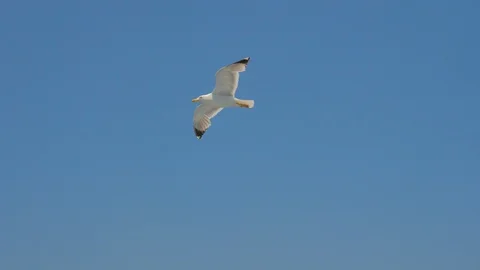 Seagull gliding in blue sky. Travel trends. Two seagulls soaring in blue sky Stock Footage 125234554