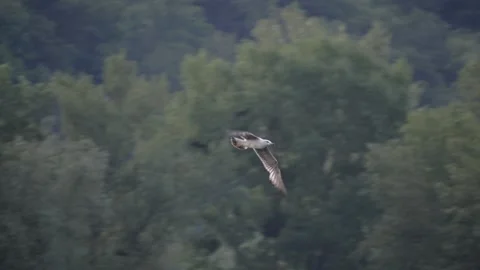 Seagull Gliding in Flight with Smooth Camera Tracking – 4K Slow Motion Vídeos de archivo 335258947